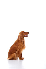 English Cocker Spaniel puppy on a white background