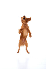 English Cocker Spaniel puppy on a white background