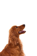 English Cocker Spaniel puppy on a white background
