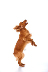 English Cocker Spaniel puppy on a white background