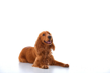 English Cocker Spaniel puppy on a white background