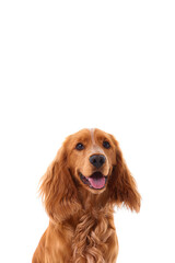 English Cocker Spaniel puppy on a white background