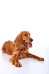 English Cocker Spaniel puppy on a white background