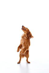 English Cocker Spaniel puppy on a white background