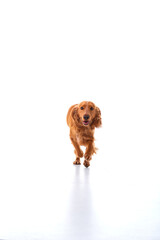 English Cocker Spaniel puppy on a white background