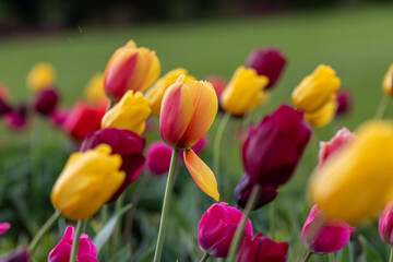Tulips all in a field