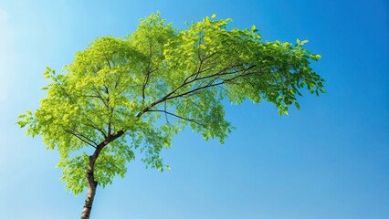 Fototapeta premium A solitary branch of a black alder tree stretches towards the sky against a soft blue background, its slender limbs adorned with leaves in shades of green , branch, foliage