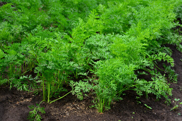 Close-up view of lush green carrot plants growing in a garden banner
