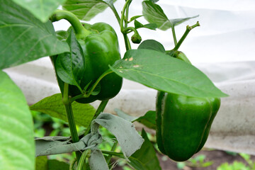 Green Bell Peppers Growing on the Vine in a Home Garden Setting