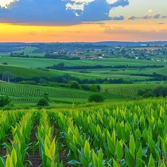Poster Verdant agricultural landscape at sunset with rolling fields and vibrant crops stretching towards