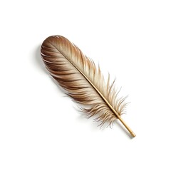 Feather on White Background Showcasing Natural Texture and Details