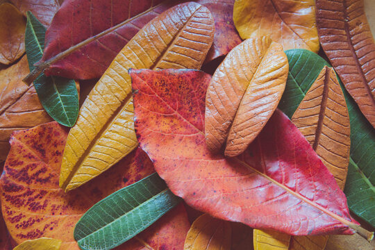 Paper Mache Autumn Leaves