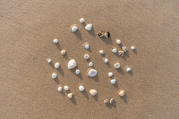 Shells Scattered On Sand Textured Background