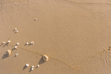 Shells Scattered On Sand Textured Background