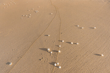 Shells Scattered On Sand Textured Background