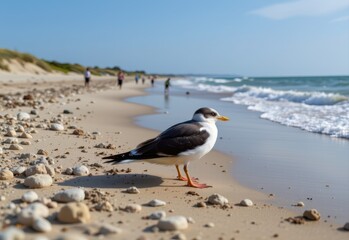Fototapeta premium analyze how artificial beach nourishment projects affect seabird habitats positively or negatively.