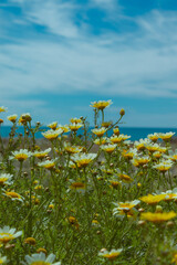 Lots of daisy flowers with the sea background