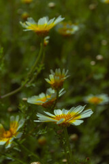 white flowers in the garden
