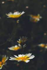 daisy flower in water