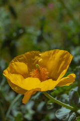 yellow flower on a green background