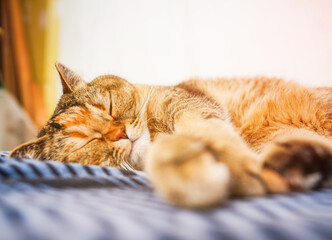 Cat is sleeping on sofa in room of apartment. Cat eyes nose and face with whiskers close up. Cat...