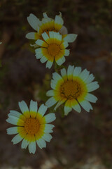 yellow flowers in the garden