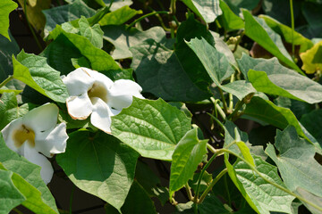 Photo Of A White Bengal Clock Vine Growing On A Metal Bars