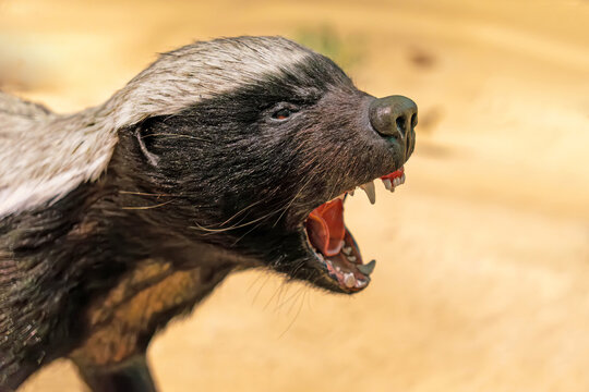 Honey badger head With an open mouth close-up. The fauna of Qatar and the United Arab Emirates. - Powered by Adobe