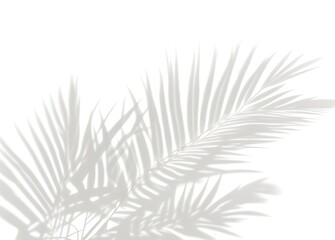 Naklejka premium Realistic shadow overlay effect. Natural palm leaf shadows isolated on transparent background. Tropical coconut branch shade, foliage silhouette decoration. Design element for summer spring projects