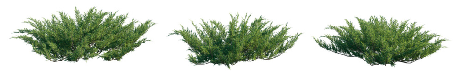 Juniperus sabina (the savin juniper or savin) low-growing, spreading evergreen shrub isolated png...