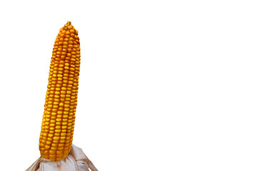 Corn cob on white background. Agricultural Corn on cob isolated on white background with space for text. Harvesting season in Grain deal. Ripe corn harvesting