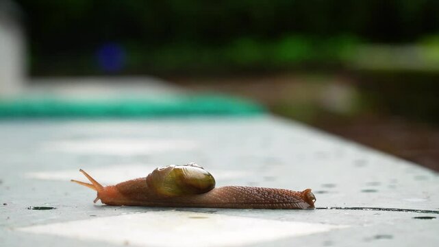 Snail Movement in Rainy Weather – Nature Macro in 4K