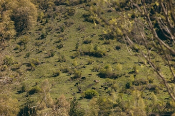 In the distance, a herd of cows grazes on a green mountain slope.