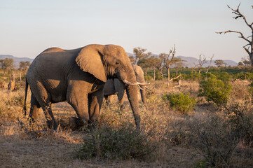 A small bachelor herd of African elephant feed peacefully as they are feeling the last rays of the...
