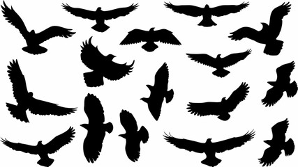 Silhouette illustration of various birds in flight against a white background showcasing avian diversity