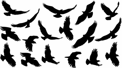 Silhouette depiction of multiple eagles in various stages of flight across a white background image view