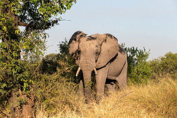 A lone African elephant bull standing stationary under a large tree bathed in the light of the...
