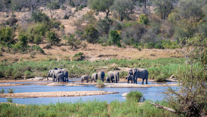 A Scenic landscape image of a small herd of African elephant drinking and splashing in the riverbed...