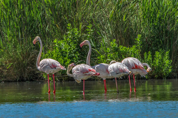 Group of Pink Flamingos Standing in Blue Water Beside Green Reeds