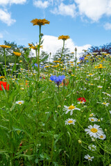Wild flowers in the garden mixed