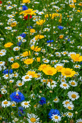 Wild flowers in the garden mixed