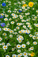 Wild flowers in the garden mixed