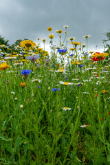 Wild flowers in the garden mixed