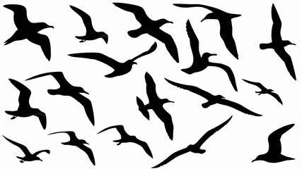 Silhouette illustration of a flock of birds flying in various positions against a white background