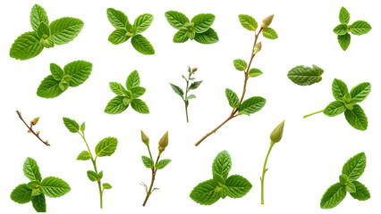 Set collection of fresh green mint leaves twigs and tips in different positions isolated over a tran