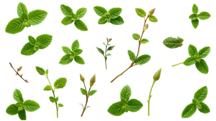 Set collection of fresh green mint leaves twigs and tips in different positions isolated over a tran