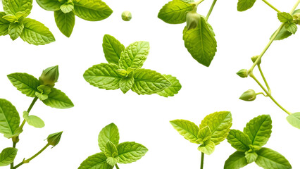 Set collection of fresh green mint leaves twigs and tips in different positions isolated over a tran
