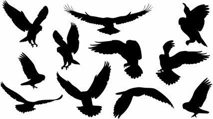 Silhouette illustration showcasing multiple birds in various flight poses against a white backdrop