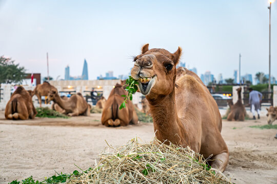 Camel market at Souq Waqif in Doha, capital of Qatar. There are a lot of camels in the corral. A lot of camels are eating on the farm.