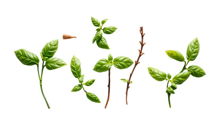 Mediterranean herbs fresh basil set of six isolated leaves twigs and tips over a transparent backgro